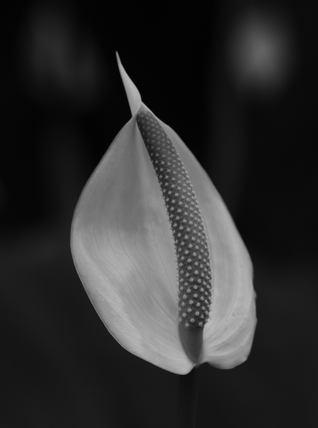 2019 01 23 HTP 0475